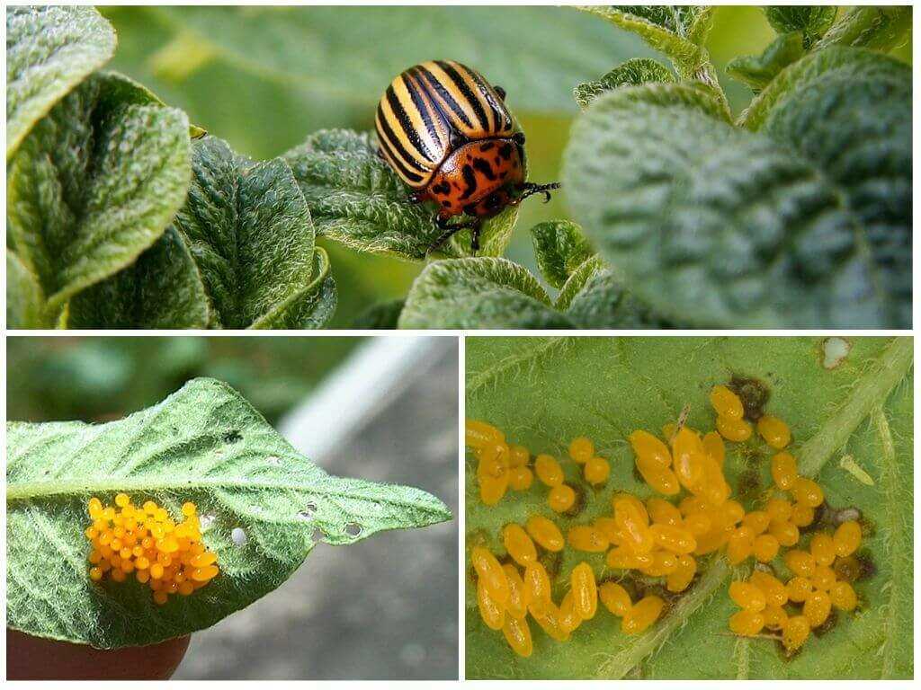 Колорадский жук фото Колорадский жук фото