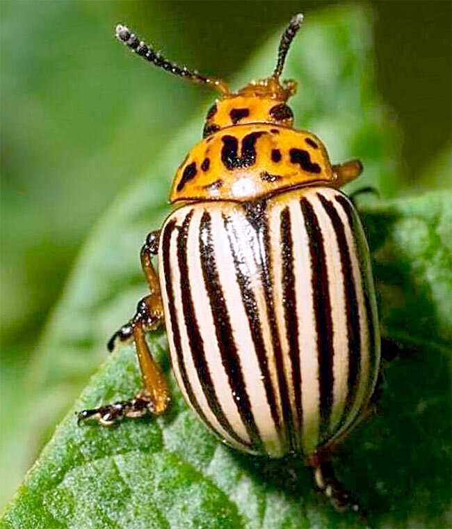 Как выглядит колорадский жук