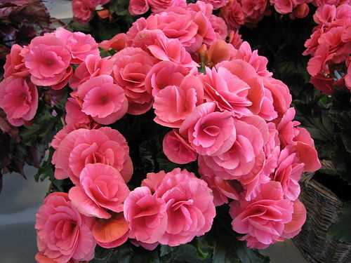 Мелколистные бегонии