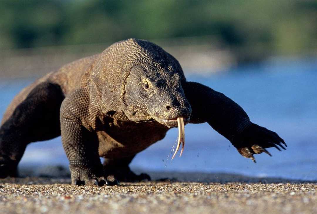 Комодский варан фото Комодский варан фото