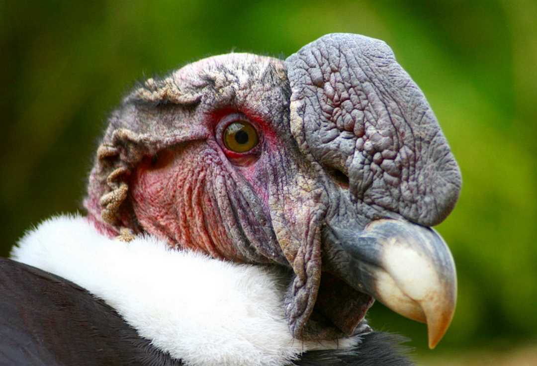 Фото птицы кондор