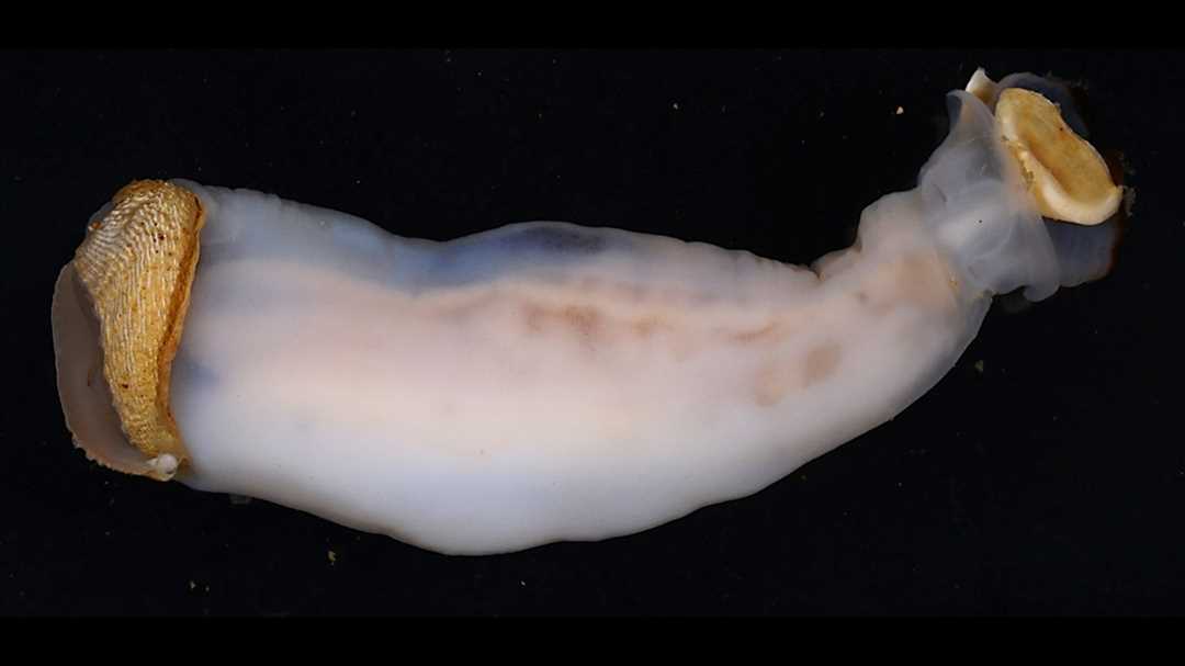 Корабельный червь: своеобразие рода Моллюсков