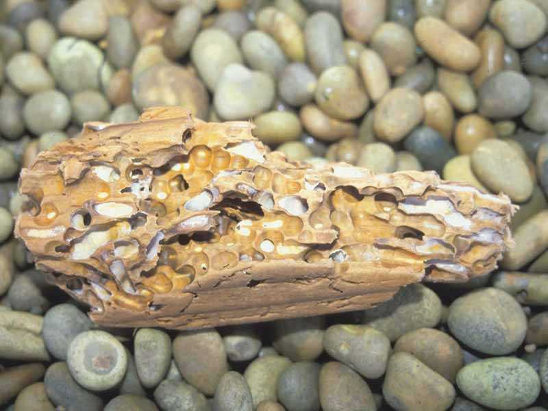 Какой класс включает в себя корабельный червь? Корабельный червь относится к классу