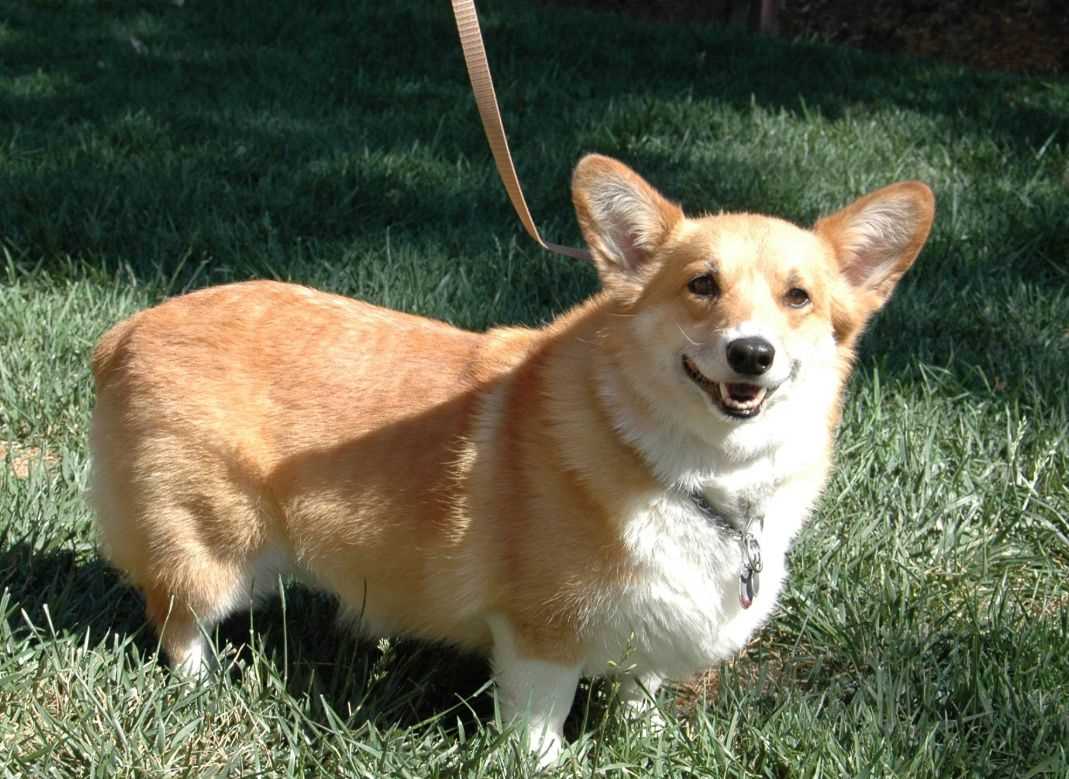 Уход за корги