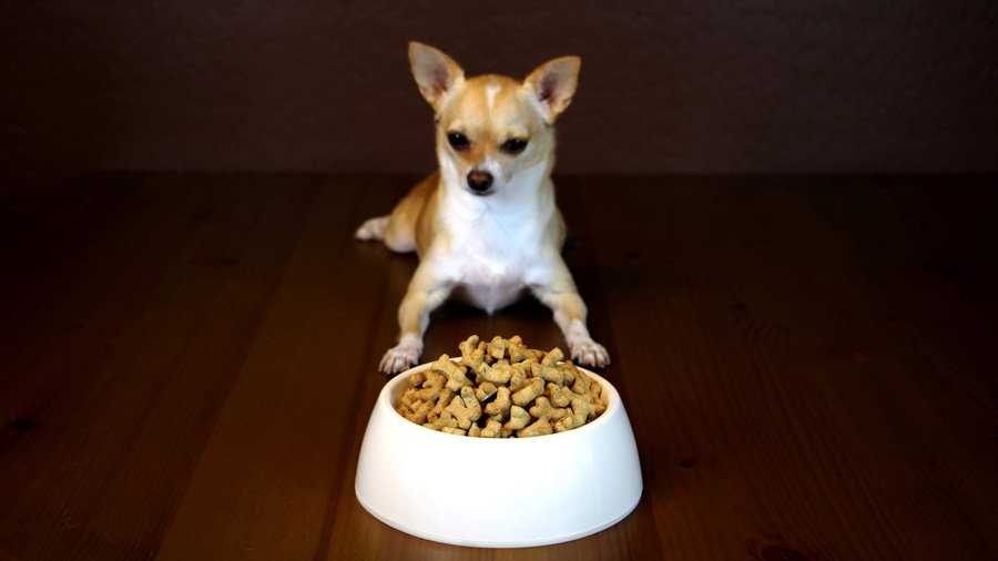 Кормление чихуахуа в домашних условиях: лучшие продукты для здоровья и долголетия