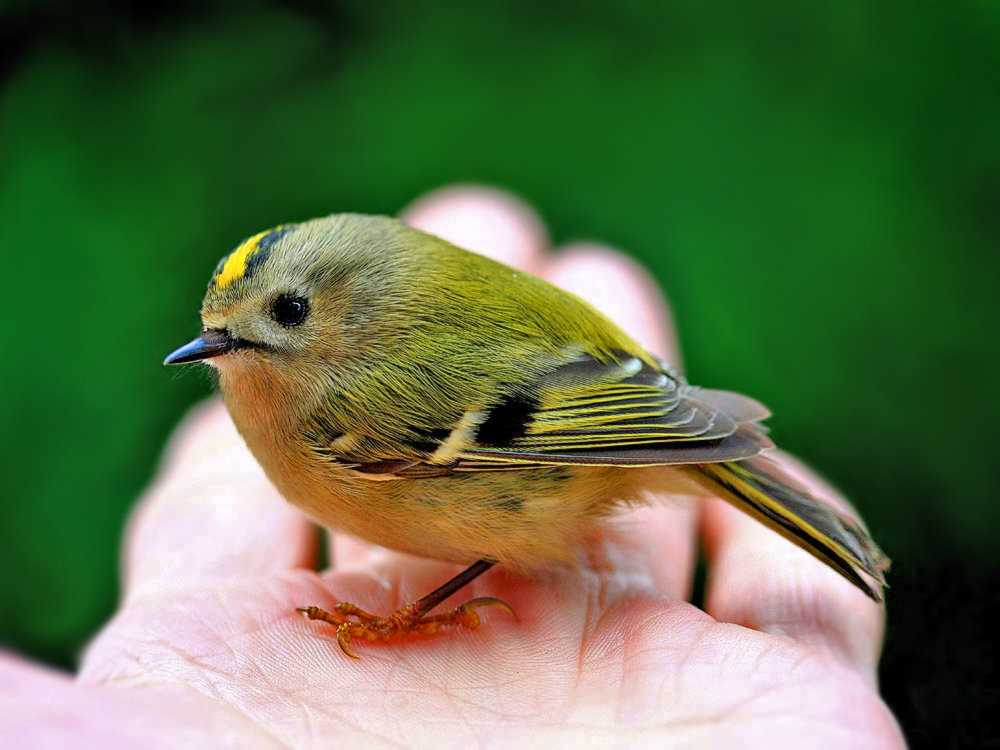Как выглядит королек - узнайте особенности внешнего вида