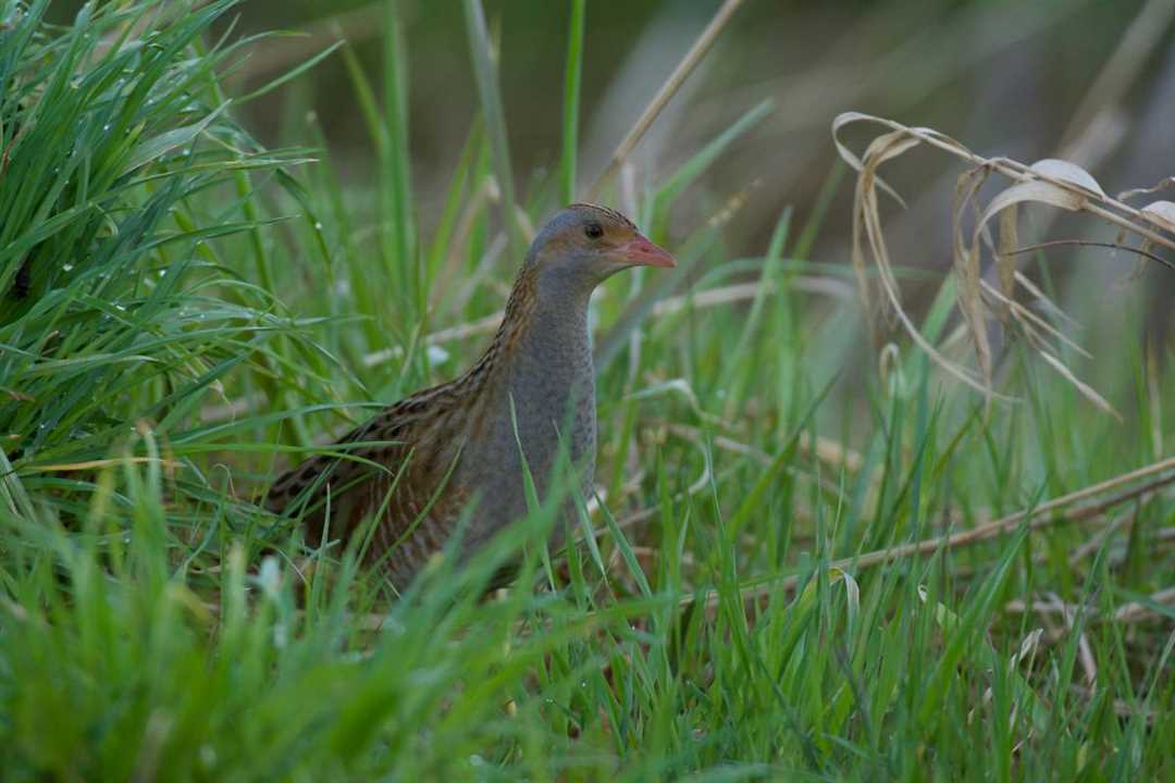 Кто издает скрипучий крик