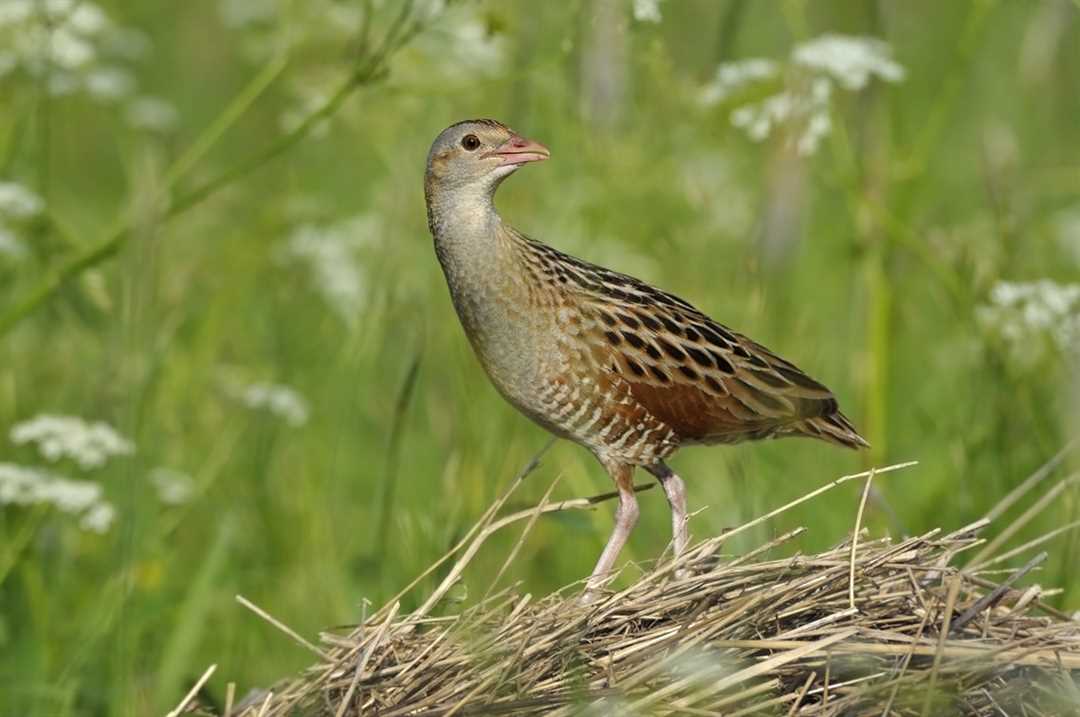 Коростель по другому Коростель по другому