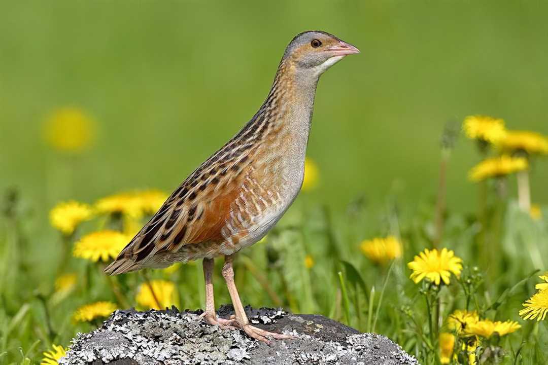 Внешний вид и описание