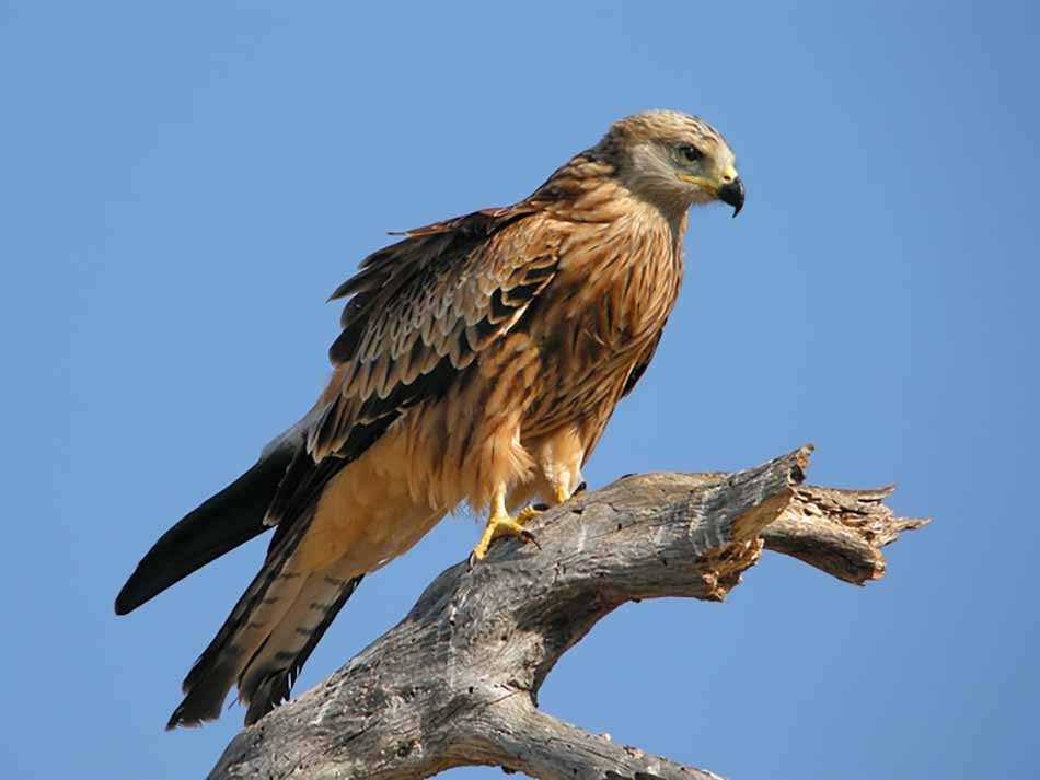 Коршун: фото птицы и ее особенности