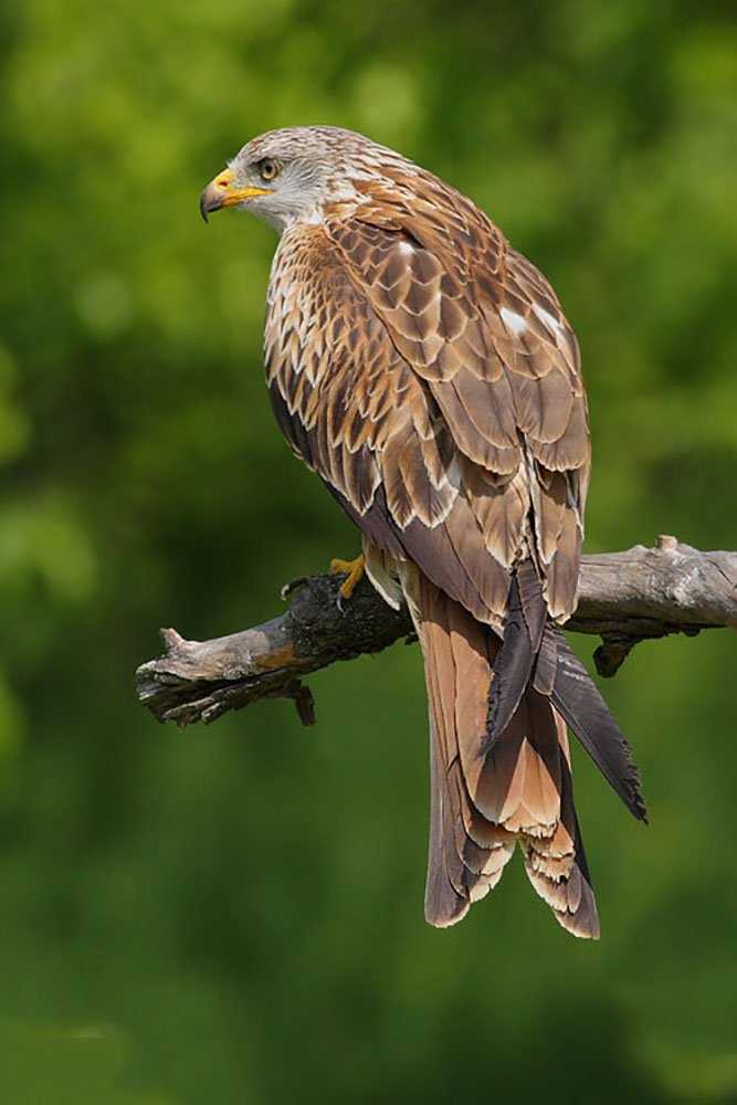 Птенец черного коршуна