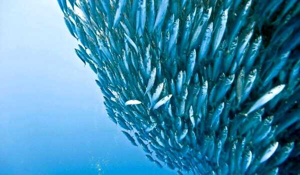 Роль в экономике: