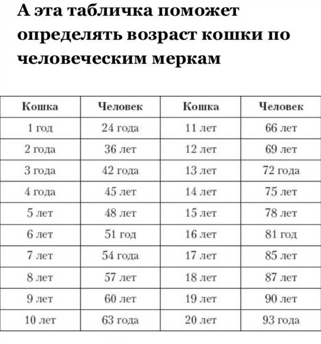 Как возраст кошки может влиять на ее здоровье и поведение