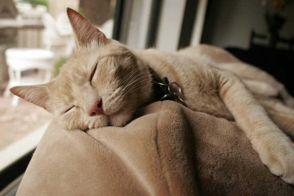 Кошачья чумка: как определить симптомы болезни у вашего кота?