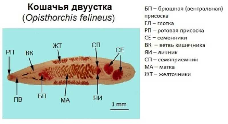 Профилактика кошачьей чумки у уличных котов