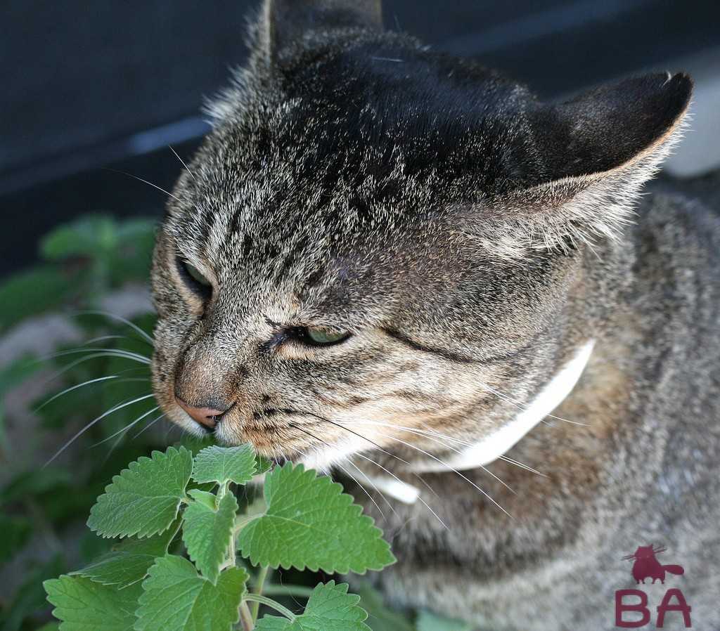 Кошачья мята: зачем нужна и как она влияет на котов и людей Кошачья мята: зачем нужна и как она влияет на котов и людей