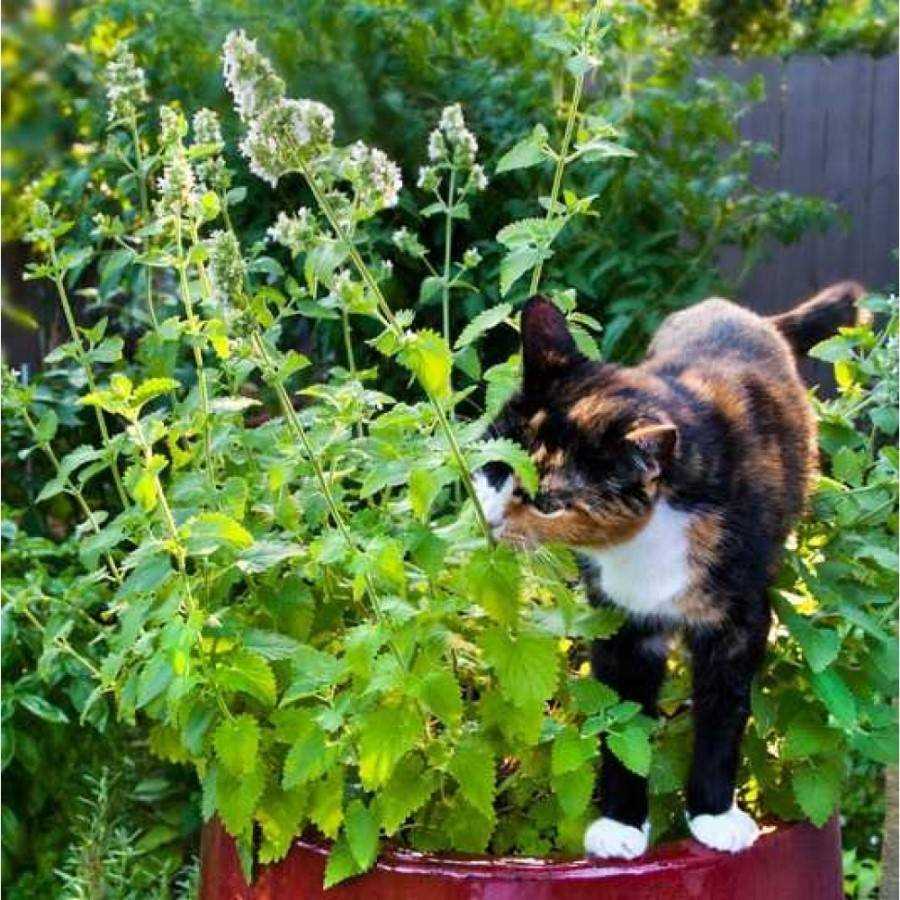 Возможные побочные эффекты от использования кошачьей мяты