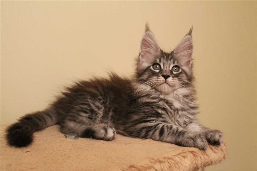 Отличия мейн кунов от других пород