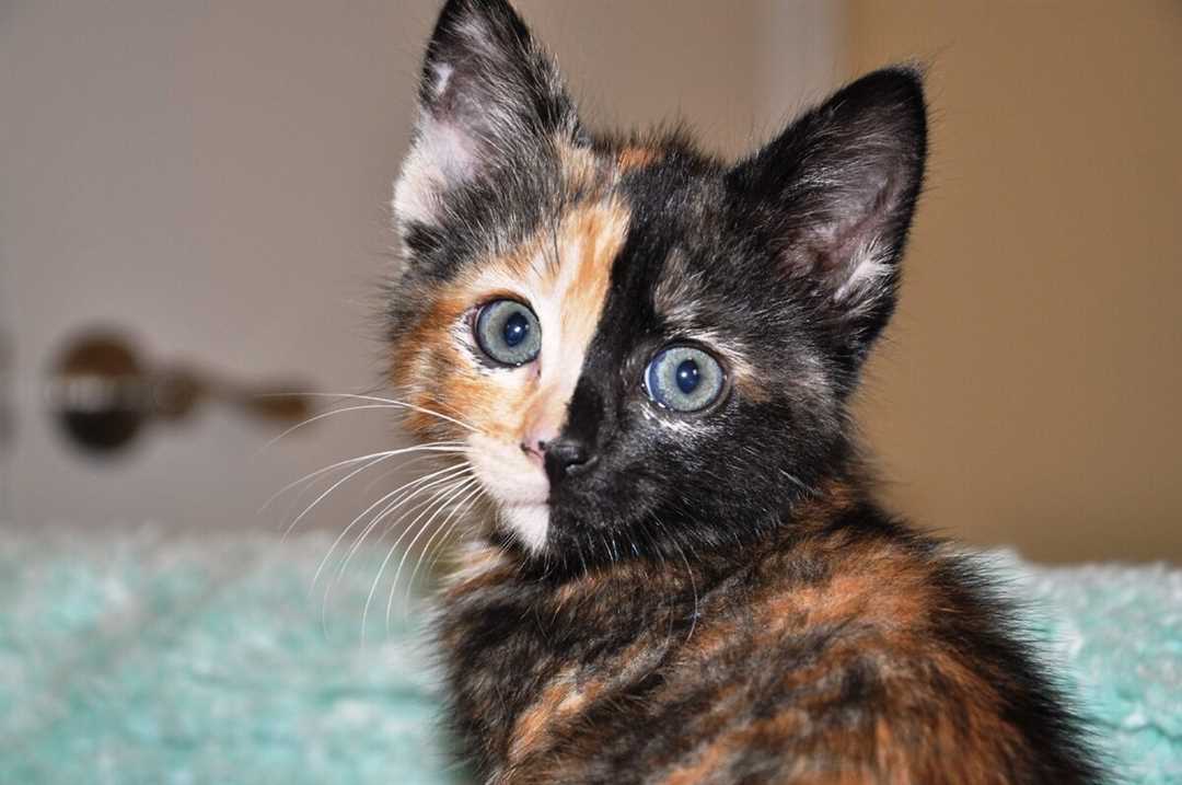 Кошка Венера: интересные факты и мифы