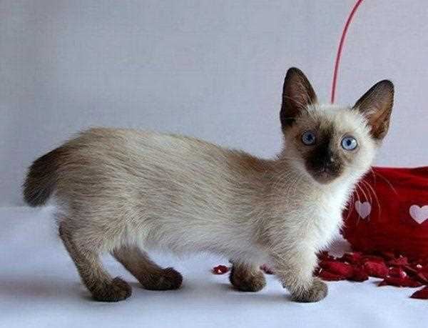 Кошки с короткими лапами: описание пород, особенности и характеристики