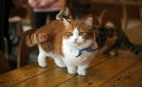 Кошки с короткими лапами: особенности пород, уход и характер Кошки с короткими лапами: особенности пород, уход и характер