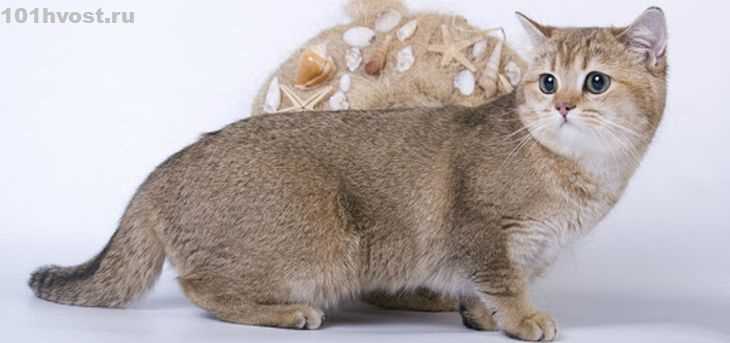 Основные породы коротколапых кошек