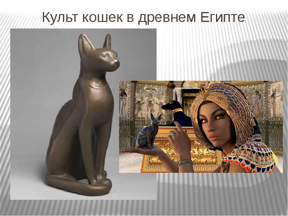 Кошки в древнем египте