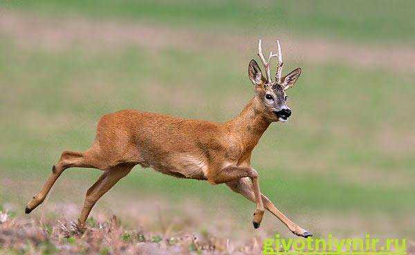 Места обитания косули для фотосъемки