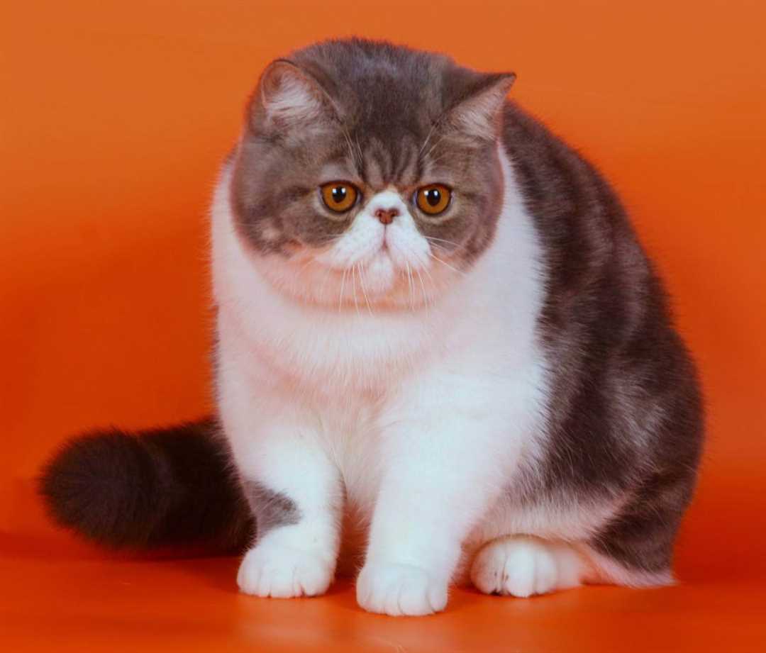 Кот экзот фото Кот экзот фото