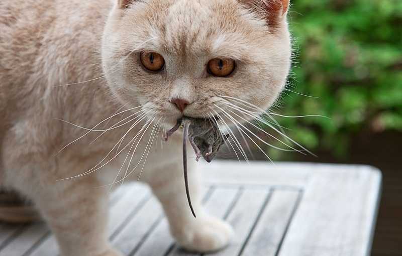 Кот какает с кровью: причины, симптомы и лечение Кот какает с кровью: причины, симптомы и лечение