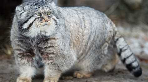 Фотографии котов манулов в дикой природе