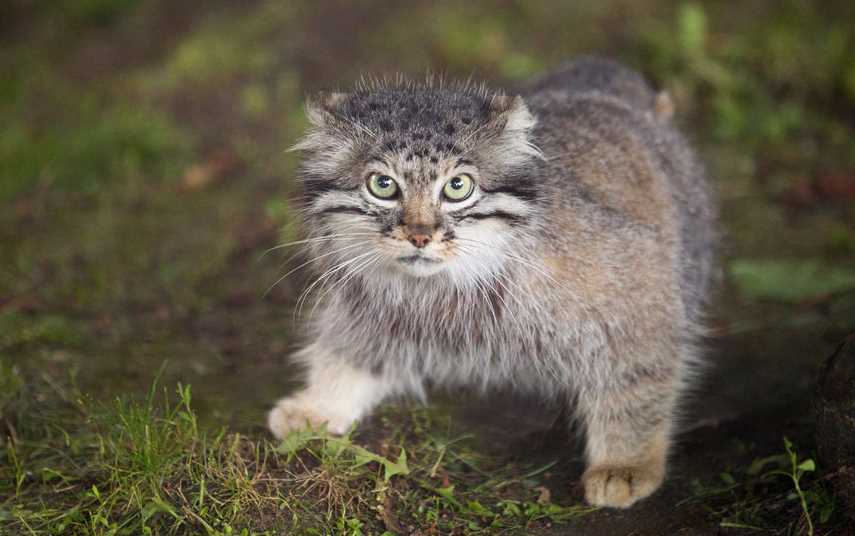 Кот манул: фото и особенности породы на сайте