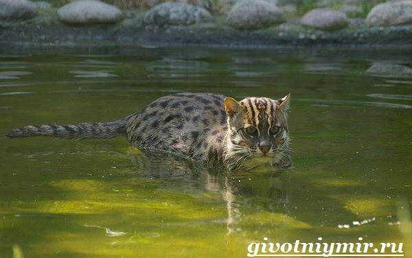 Кот рыболов на фото: милые снимки и советы для любителей