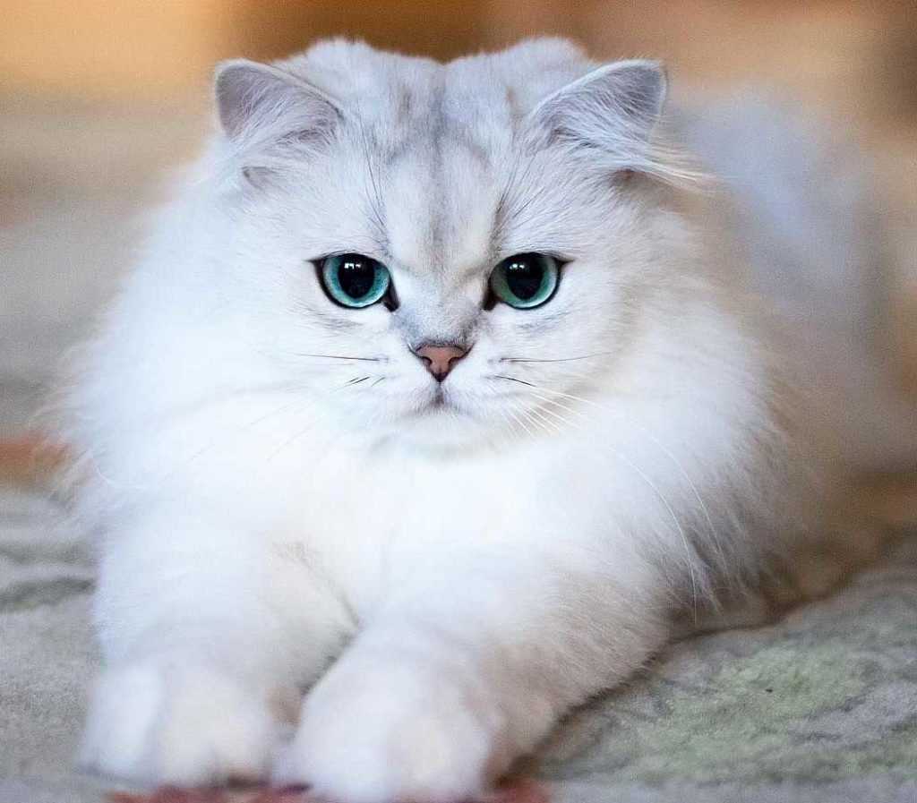Кот шиншилла фото
