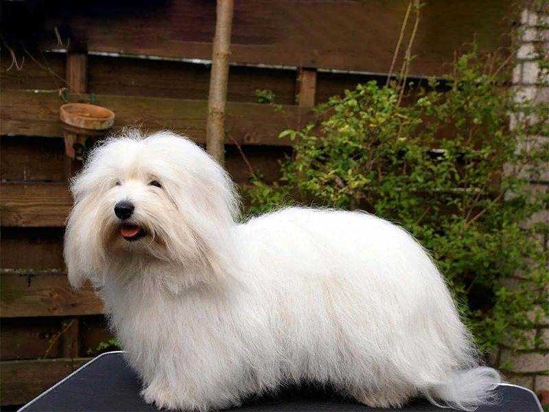 Котон де тулеар: описание породы, особенности содержания и уход Котон де тулеар: описание породы, особенности содержания и уход