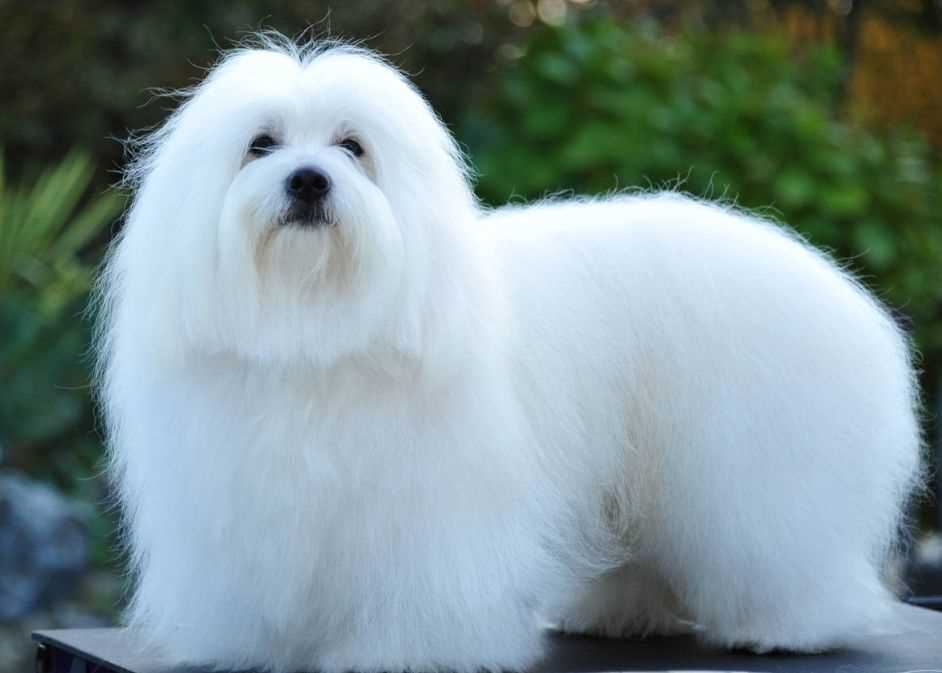 Основные правила дрессировки