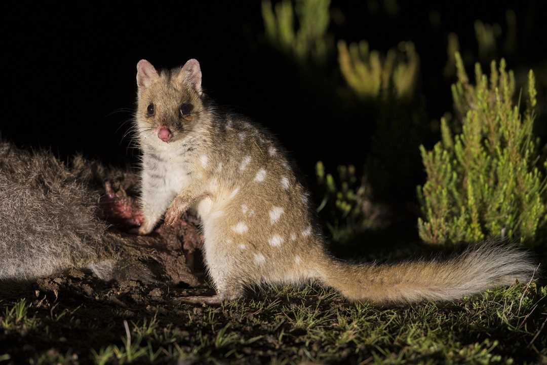 Сумчатая лисичка 4 буквы