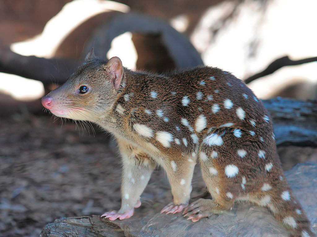 Характеристики и особенности куницы