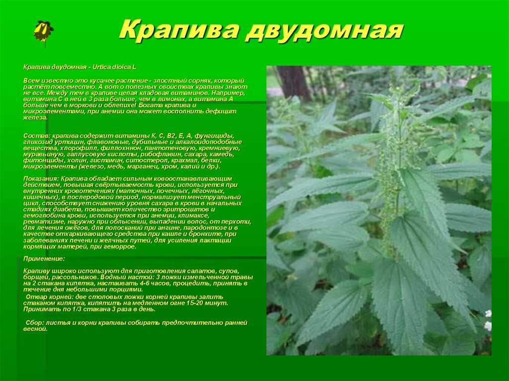 Крапива является лекарственным растением. Крапива двудомная лечебные. Крапива двудомная (Urtica dioica).