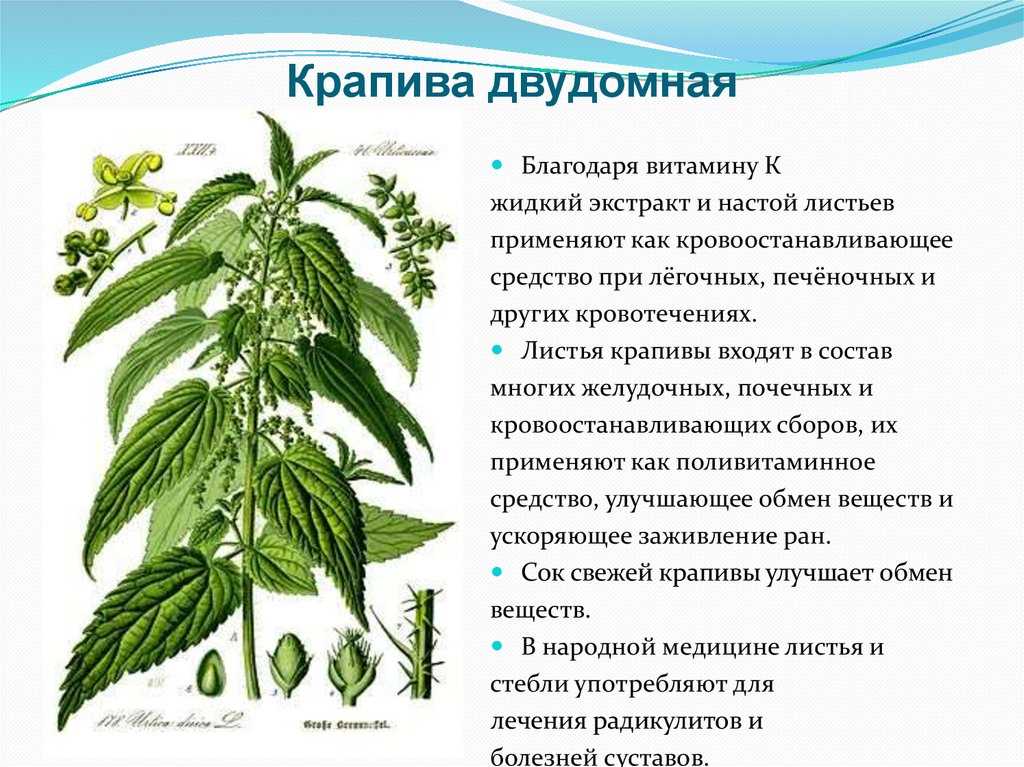 Крапива двудомная на латыни