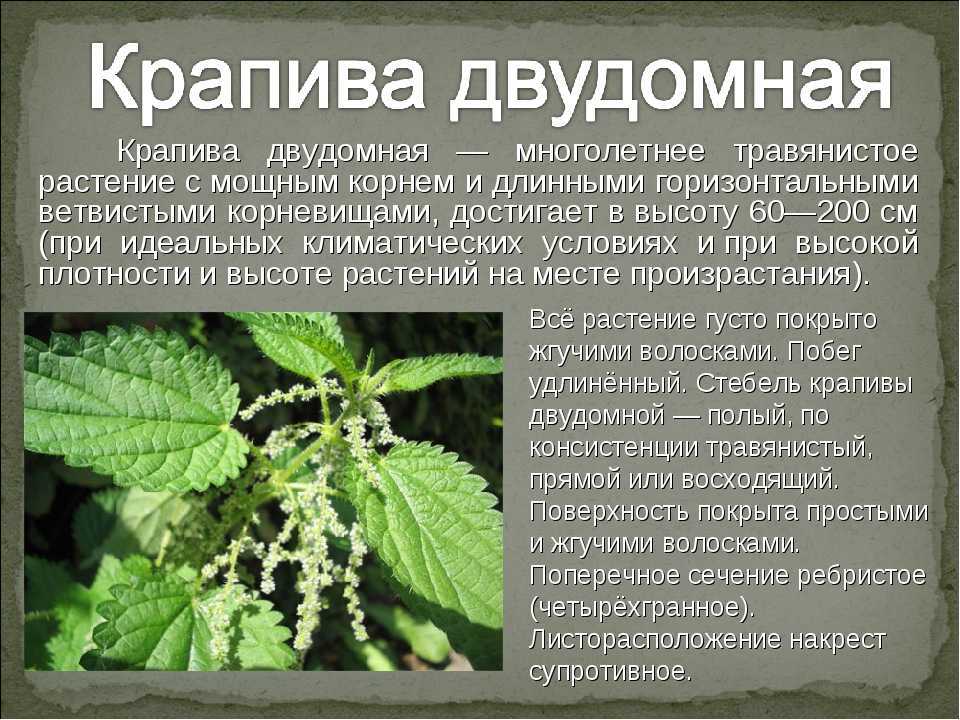 КРАПИВА Выполнил ученик 1б класса Соколов Максим Кл - скачать презентацию