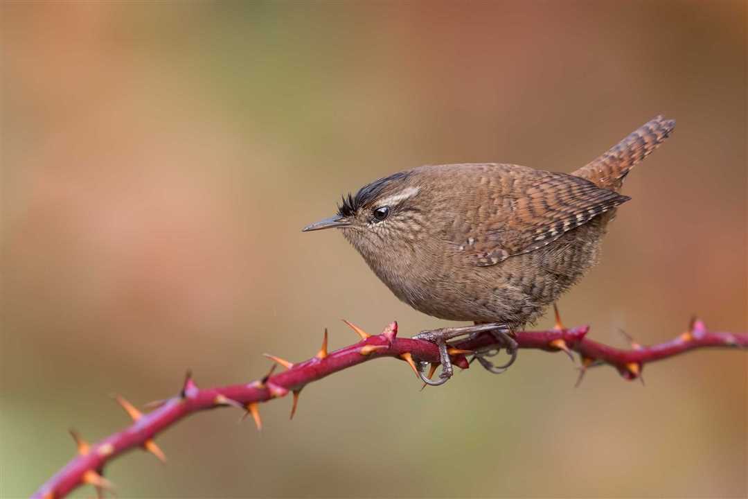 Крапивник птица фото