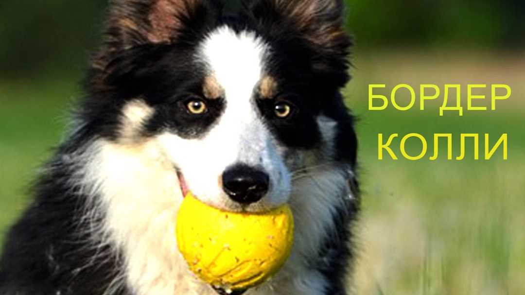 История породы Бордер колли