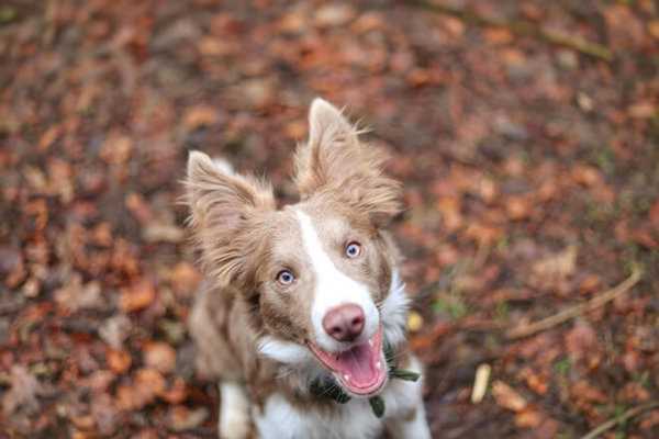 Красивые фото Бордер колли: породистые собаки, готовые покорить вас Красивые фото Бордер колли: породистые собаки, готовые покорить вас