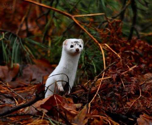 Красивые фото ласки: узнайте больше об этом зверьке