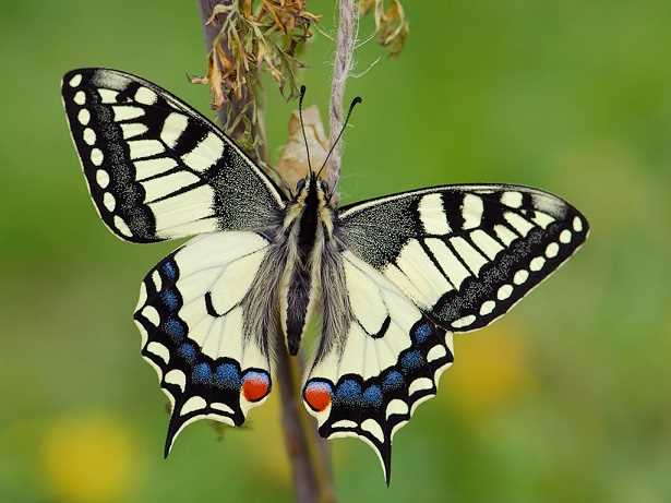Как сделать красивый снимок крыльев махаона?