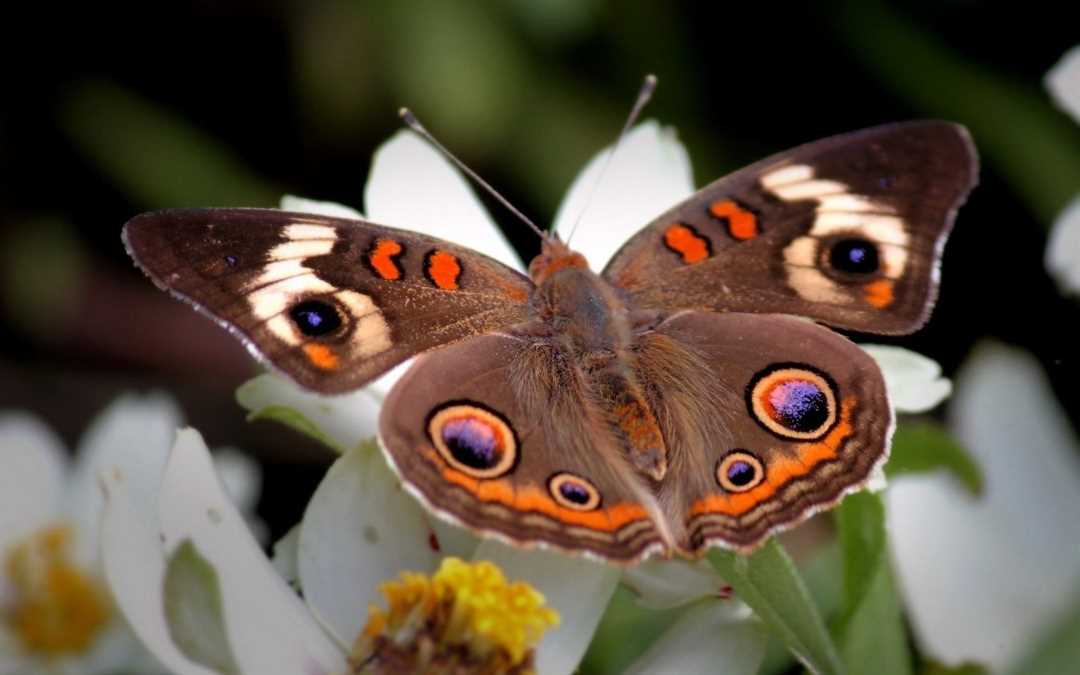 Красивые фото махаона бабочки: смотрите, как выглядит этот замечательный насекомый