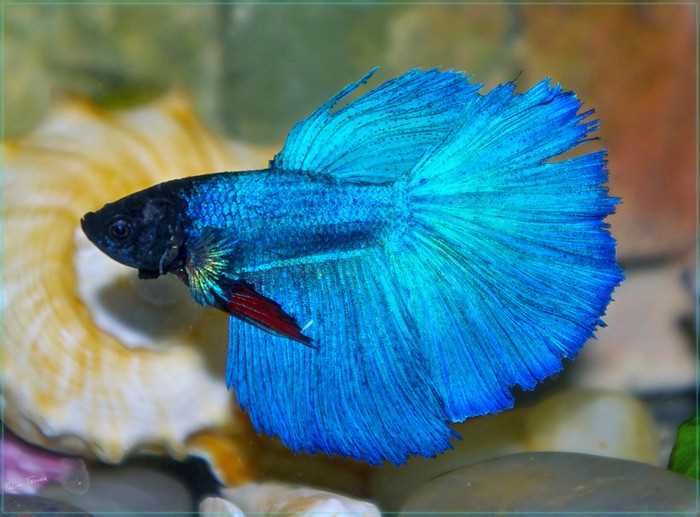 Требования к воде и температуре