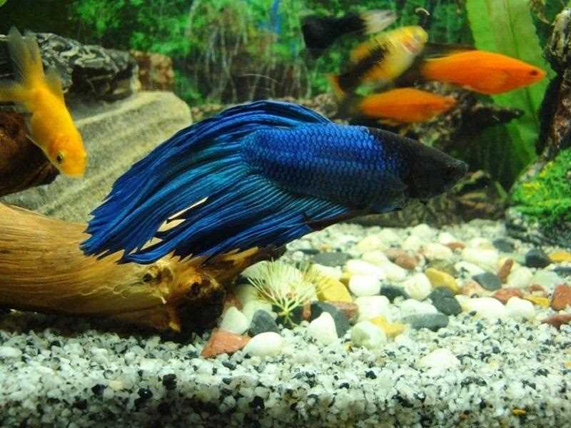 Описание внешности