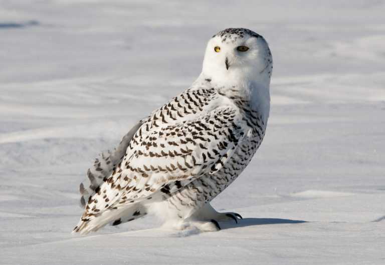 Красивые фото полярной совы: взгляд зверька, способности и особенности вида
